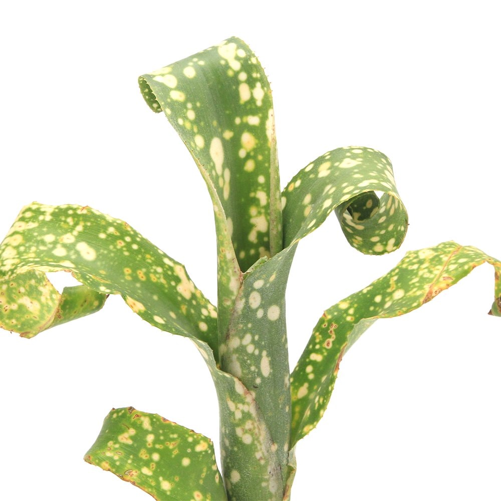 （観葉植物）ビルベルギア　レプトポーダ　３号（１株）　ブロメリア　タンクブロメリア　ＣＲＣ15―30―20―22―00