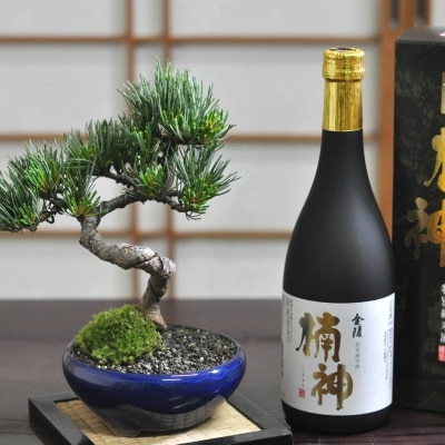 盆栽と日本酒　和のギフトセット 樹齢7年 松盆栽 五葉松 と盆栽の里香川の地酒 金陵 ギフト 贈り物 プレゼント 父の日 敬老の日 盆栽妙
