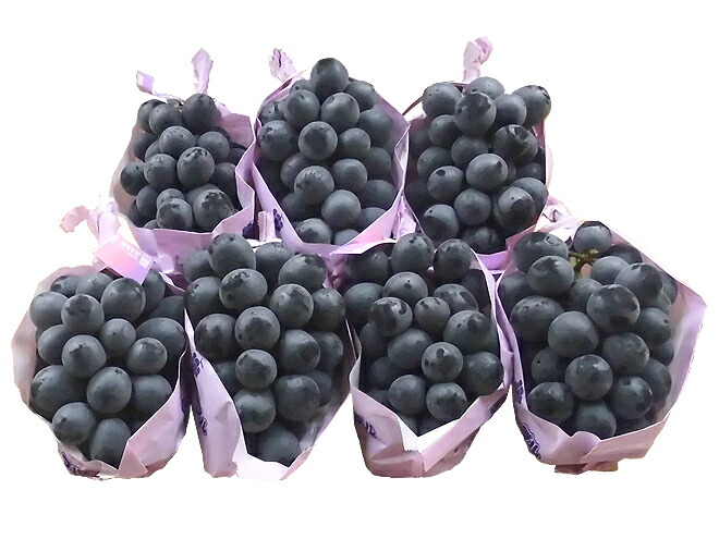 長野産 =ナガノパープル= 秀品 大房限定 4-8房 約4kg ぶどう 予約 9月以降 [B2]
