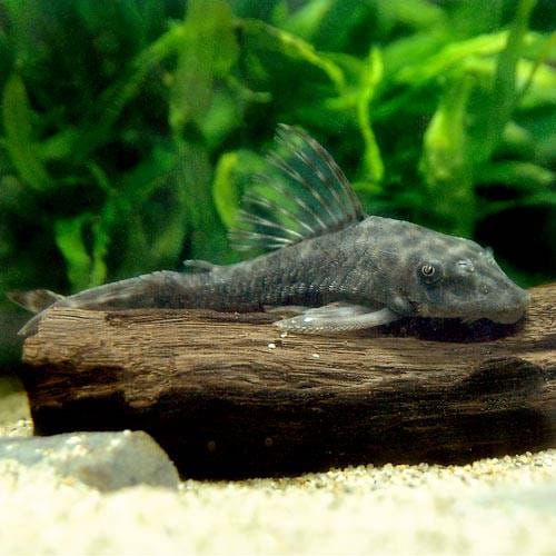 （熱帯魚）オトシン・プレコ（ワイルド）（１匹）　北海道・九州航空便要保温　ＣＲＣ13―44―50―00―00