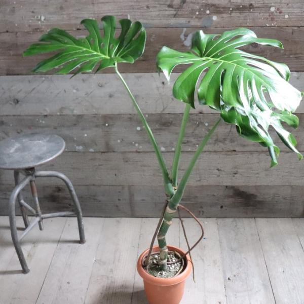 木立のモンステラ 7号 おしゃれ 立派 観葉植物