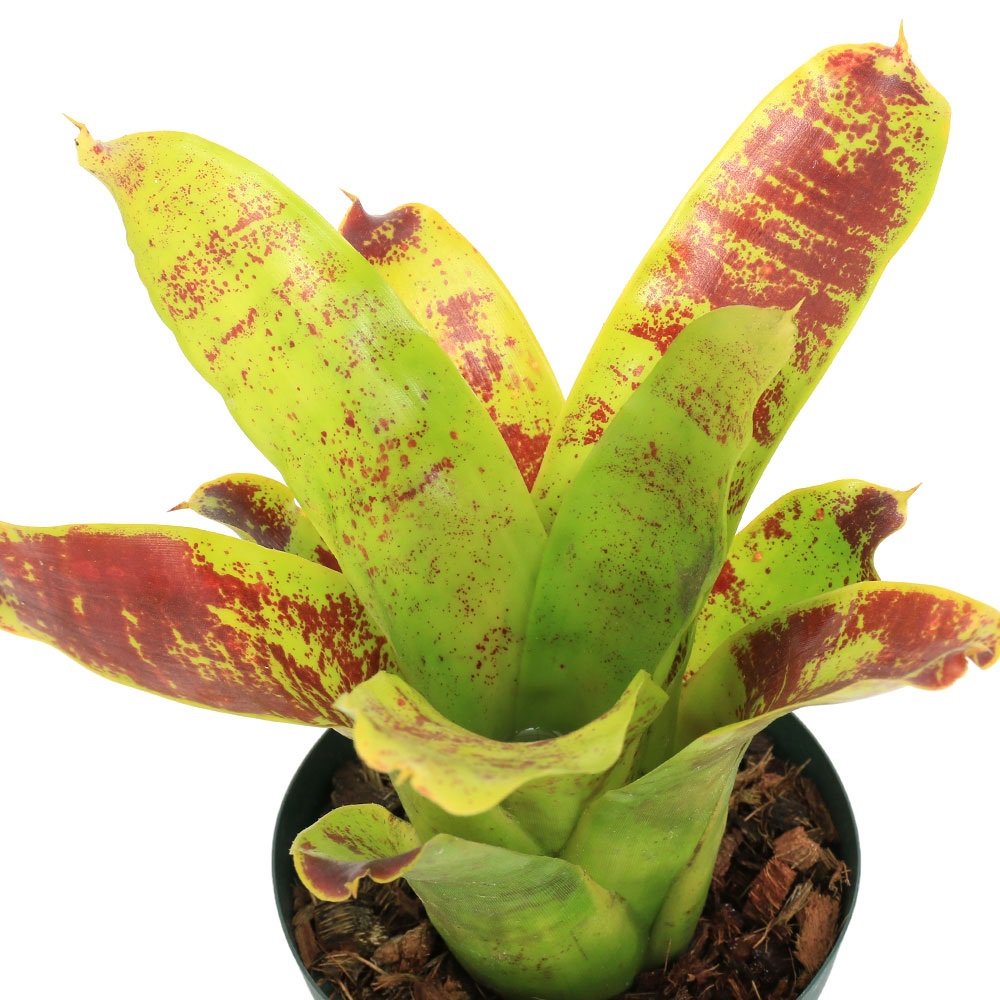 （観葉植物）ネオレゲリア　カウツキー３ー４号（１株）タンクブロメリア　原種　ＣＲＣ15―23―10―99―00