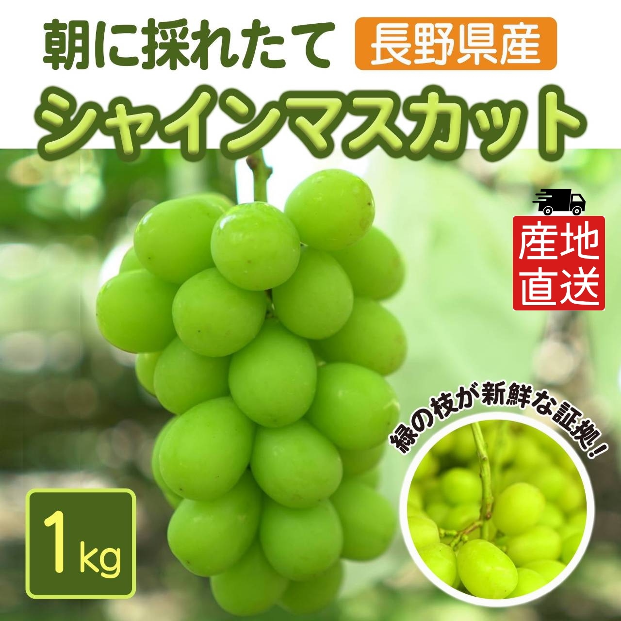 [朝採り 農家直送] 長野県産 シャインマスカット 杉崎ぶどう農園 1kg 2~3房 贈答用対応