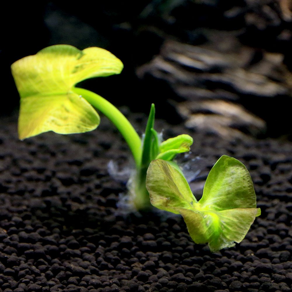 （水草）ホッカイコウホネ　根茎３ー１０ｃｍ（水上葉）（無農薬）（１株）　ＣＲＣ12―74―50―00―00