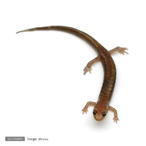 （両生類）ダスキーサラマンダー　ＷＣ個体（１匹）　北海道航空便要保温　ＣＲＣ17―05―60―00―00
