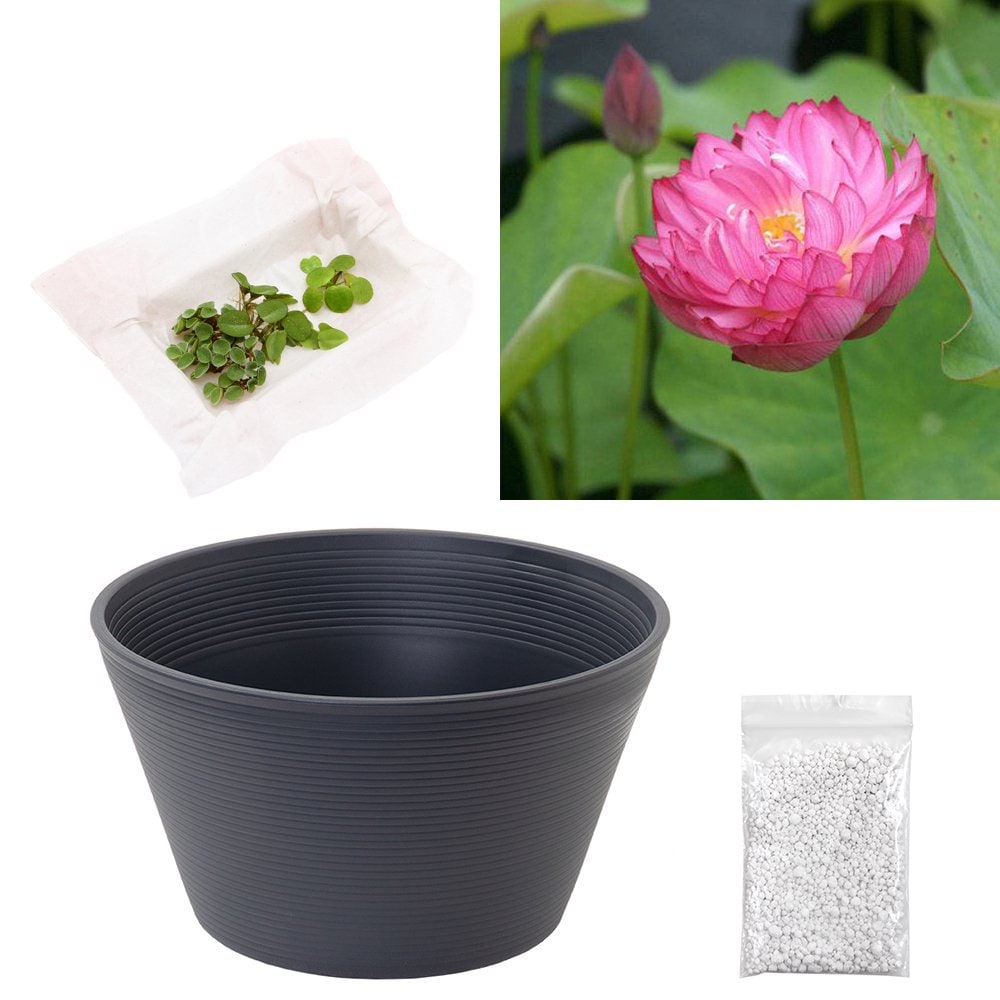 （ビオトープ）ハス（ピンク）と睡蓮鉢セット　八重茶椀蓮（ヤエチャワンハス）　初心者おすすめ　ＣＲＣ15―10―30―20―10