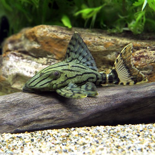 （熱帯魚）グリーン・ロイヤルプレコ　Ｍサイズ（ワイルド）（１匹）　北海道・九州航空便要保温　ＣＲＣ13―44―30―00―00