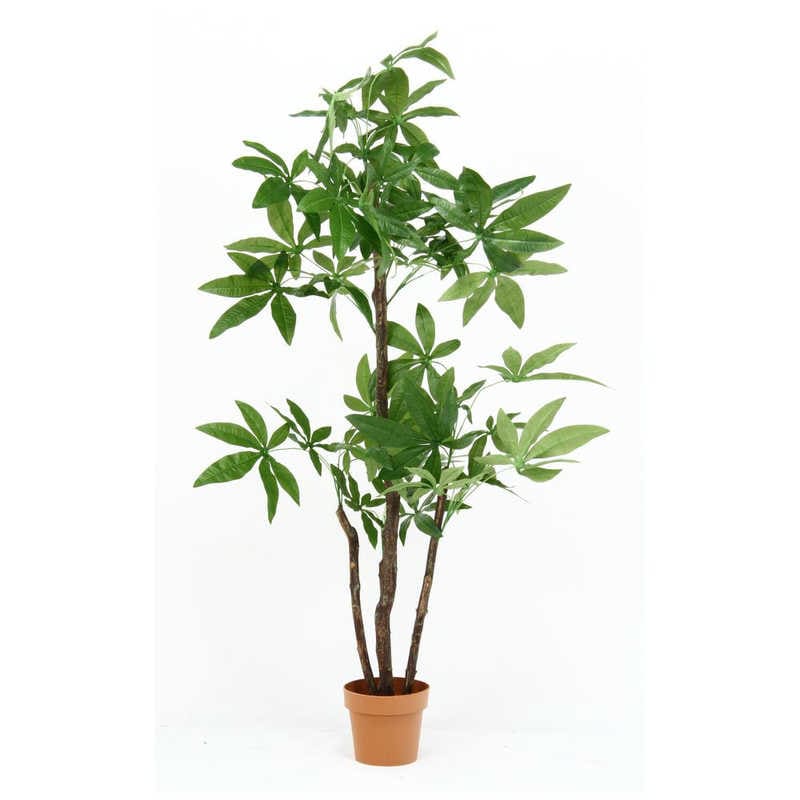 不二貿易　観葉植物 パキラ スタンダード　52666