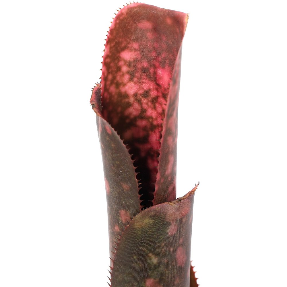 （観葉植物）ビルベルギア　’インセンディアリーデライト’　タイ産　２号（１株）タンクブロメリア　ＣＲＣ17―80―40―00―00