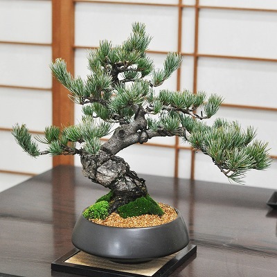 盆栽 和モダン五葉松 中サイズ 漆黒浅丸 受け皿付き 松盆栽 鉢植え 花盆栽 ギフト 贈り物 おしゃれ モダン インテリア 松柏 モダン 記念樹 人気