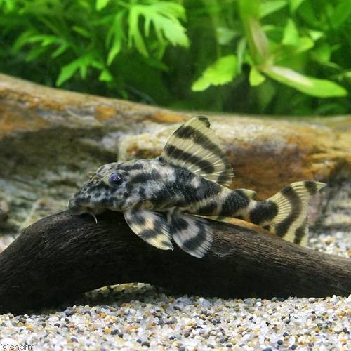 （熱帯魚）オリノコサンダー・ペコルティア（ワイルド）（１匹）　北海道・九州航空便要保温　ＣＲＣ13―44―20―00―00