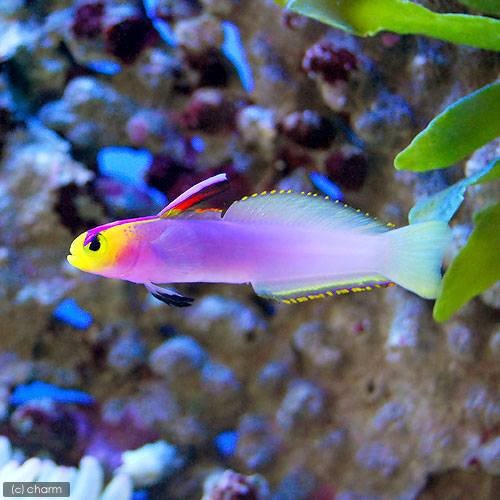 （海水魚）パープルファイヤーゴビー（１匹）　北海道・九州航空便要保温　ＣＲＣ26―30―24―10―00