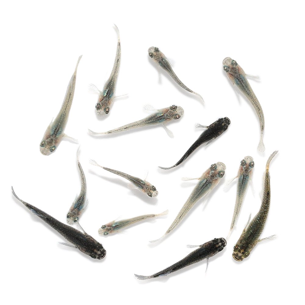 （めだか）無選別　フェザーライトメダカ色ミックス　稚魚（５匹）　ＣＲＣ60―20―85―99―00