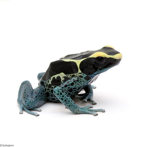 （両生類）アイゾメヤドクガエル　パウダーブルーｐｏｗｄｅｒｂｌｕｅ（１匹）　北海道・九州航空便要保温　ＣＲＣ17―05―35―20―00