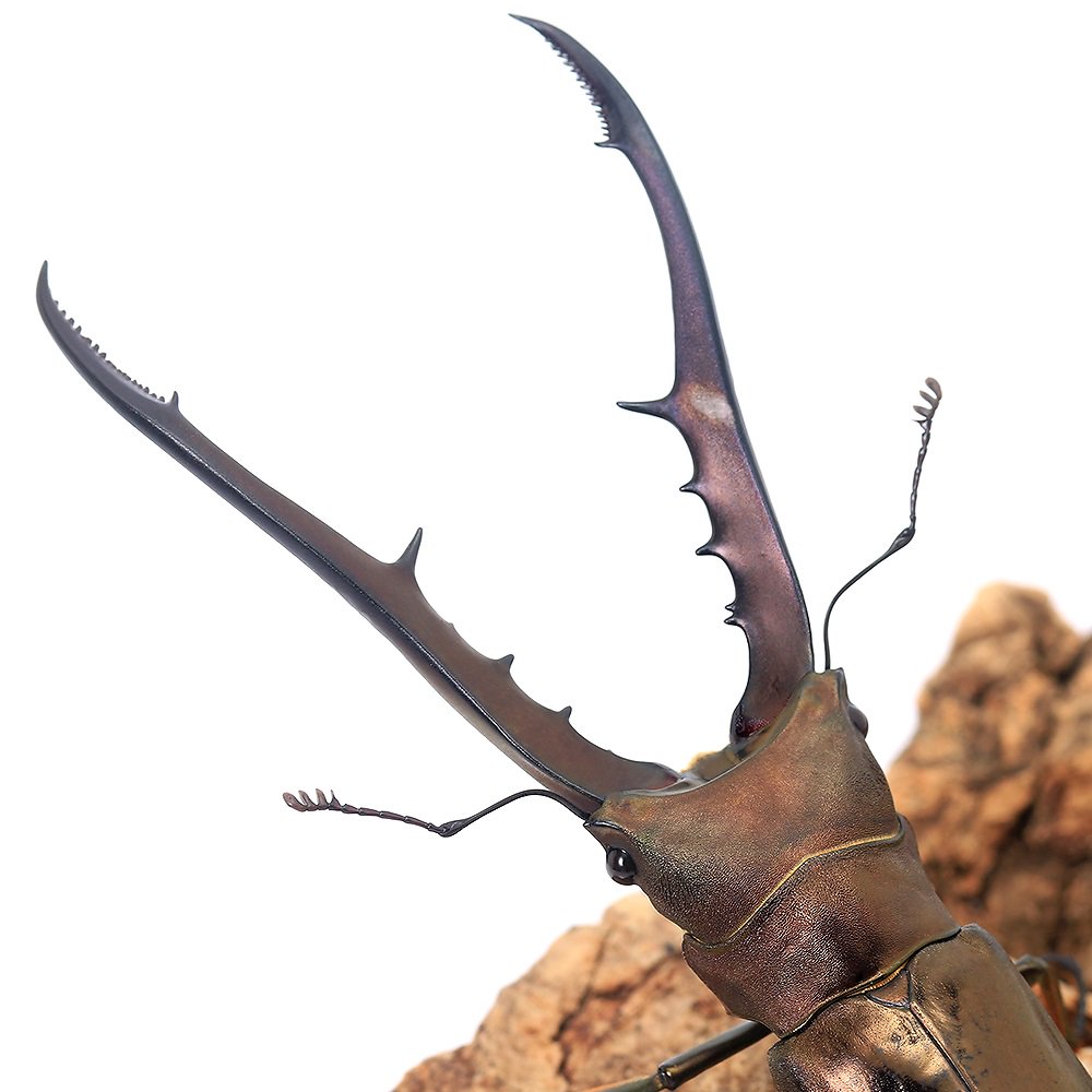 （昆虫）メタリフェルホソアカクワガタ　ペレン産　成虫　ＷＣ　８０ー８４ｍｍ（１ペア）　北海道・九州航空便要保温　ＣＲＣ18―25―20―30―10