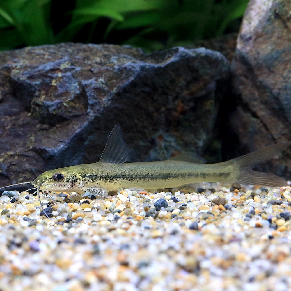 （熱帯魚）ピメロディア　グラキリス（１匹）　北海道・九州航空便要保温　ＣＲＣ13―46―00―00―00