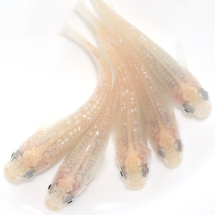 （めだか）スノーホワイトメダカ　メダカ屋サバンナセレクト（１ペア）　ＣＲＣ60―20―22―20―00