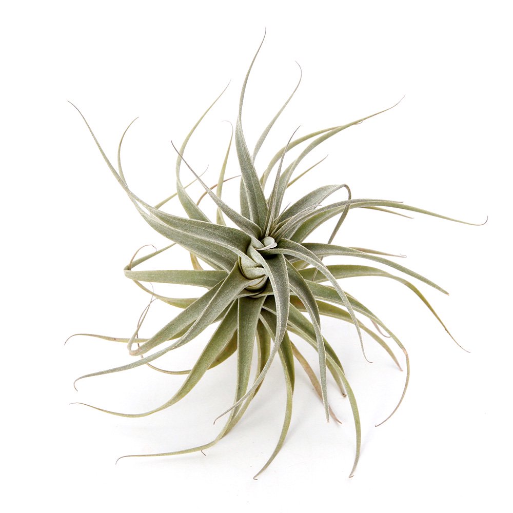 （観葉植物）エアープランツ　チランジア　ウェルデルマニィ（１株）　ＣＲＣ17―80―45―00―00