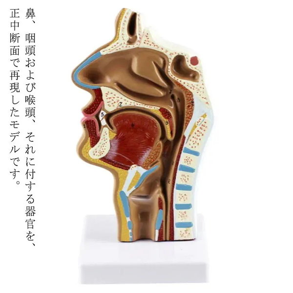 Qoo10] 人体模型 鼻 口 咽頭 喉頭部 正中断面