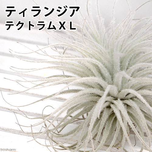 （観葉植物）エアープランツ　チランジア　テクトラム　ＸＬサイズ（１株）　ＣＲＣ15―50―10―00―00