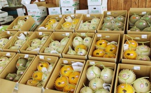 【三種町特産】品種お任せ！！メロン詰合せ（中箱 ...のサムネイル