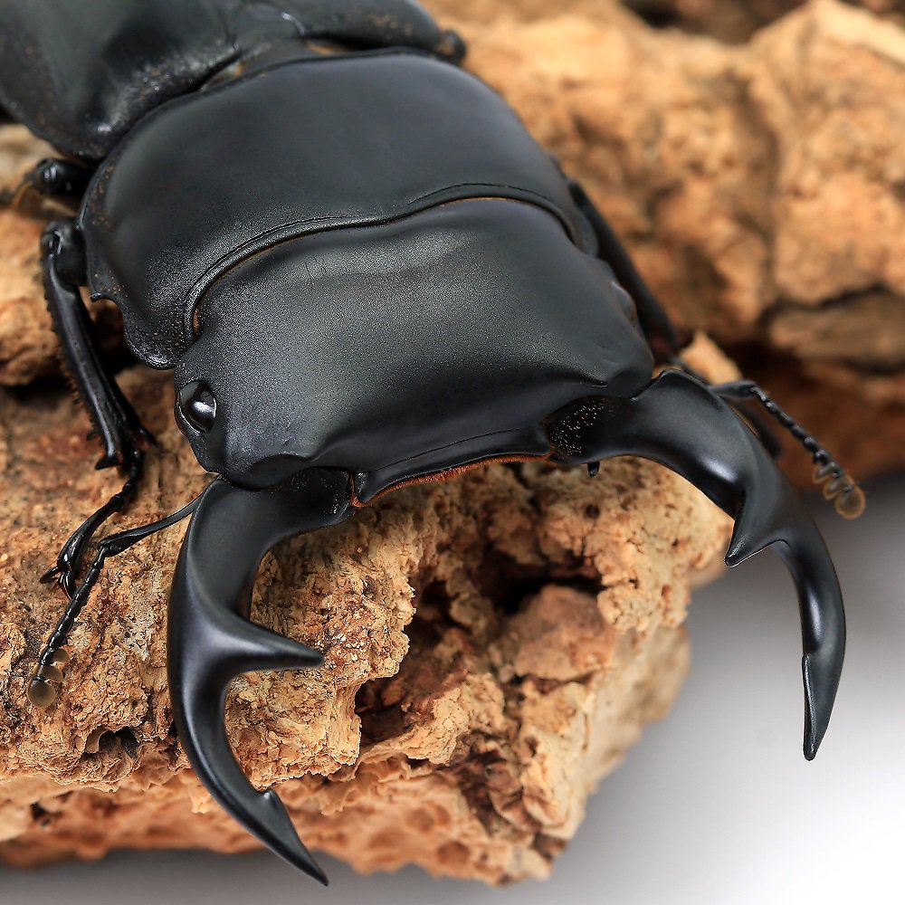 （昆虫）クルビデンスオオクワガタ　ベトナム　イェンバイ産　成虫　ＷＣ　６０ー６４ｍｍ（１ペア）　ＣＲＣ18―25―20―30―10