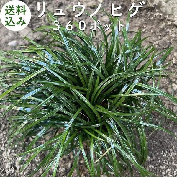 リュウノヒゲ（竜の髭）９cmポット ３６０株 産地直送 グランドカバー 玉竜 タマリュウ 苗