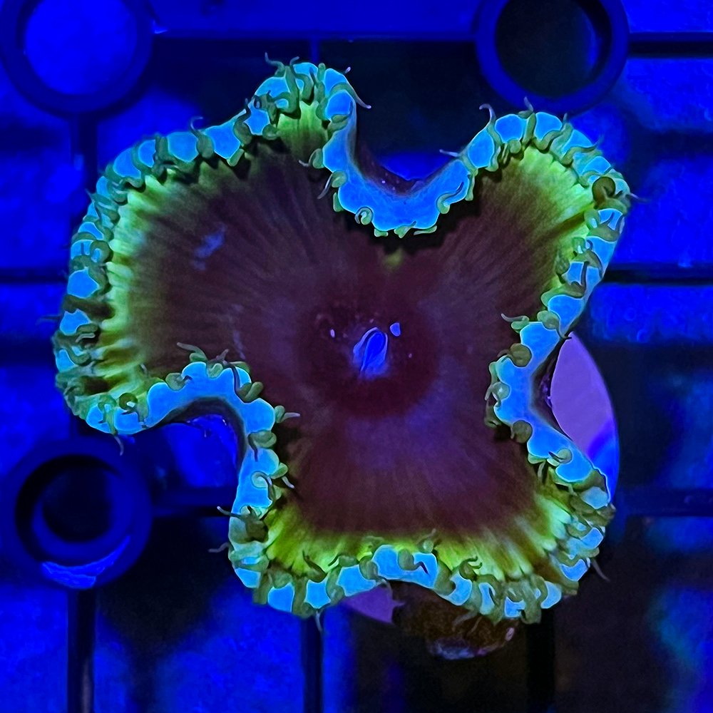 （サンゴ）サンゾアンシッド　グリーンストライプ　プラグ付き（１個）　ｙ－２７　北海道・九州航空便要保温　ＣＲＣ26―50―50―70―00