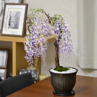 藤 太幹 モダン盆栽 陶器鉢 マルグリット 受皿付