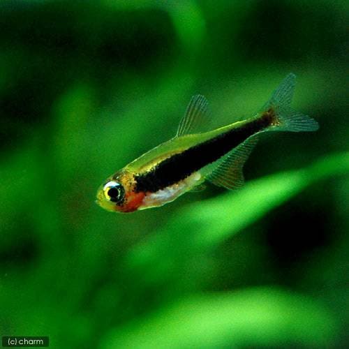（熱帯魚）トゥッカーノ・テトラ（３匹）　北海道・九州航空便要保温　ＣＲＣ13―20―10―40―00