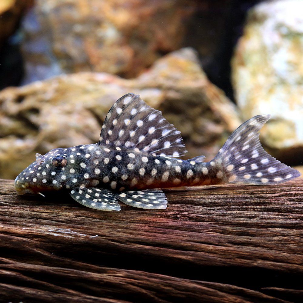 （熱帯魚）エンプレススポット・マグナムプレコ（ワイルド）（１匹）　北海道・九州航空便要保温　ＣＲＣ13―44―50―00―00