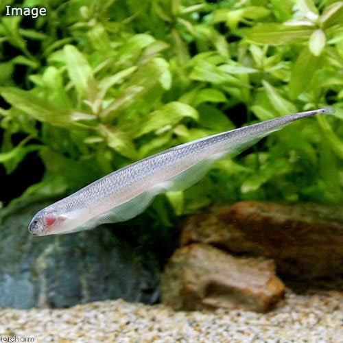 （熱帯魚）ソクラテス・ナイフフィッシュ（１匹）　北海道・九州航空便要保温　ＣＲＣ13―56―90―00―00