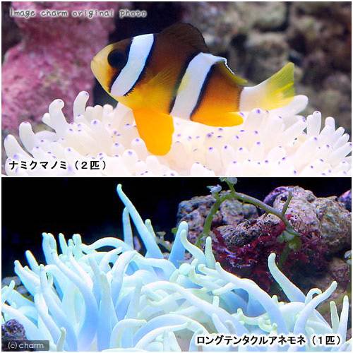 （海水魚）ナミクマノミ（２匹）＋ロングテンタクルアネモネセット　ＣＲＣ26―94―00―00―00