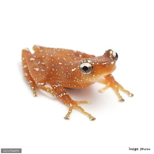 （両生類）ナミシンジュメキガエル　ＷＣ個体　（１匹）　ＣＲＣ17―05―35―10―00