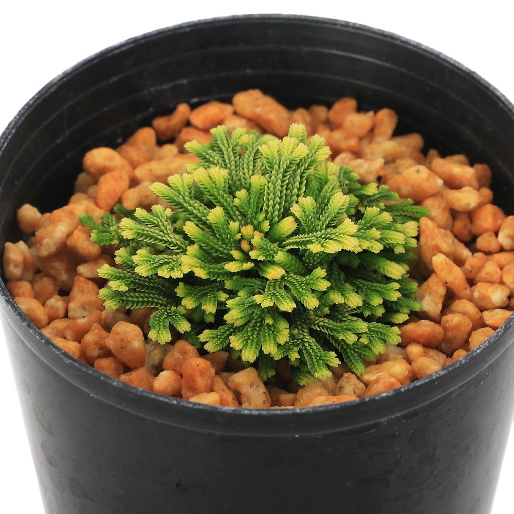 （山野草）シダ（羊歯）品種系イワヒバ　墨絵黄冠（スミエオウカン）２．５ー３号（１ポット）古典園芸（休眠状態）　ＣＲＣ15―35―50―00―00