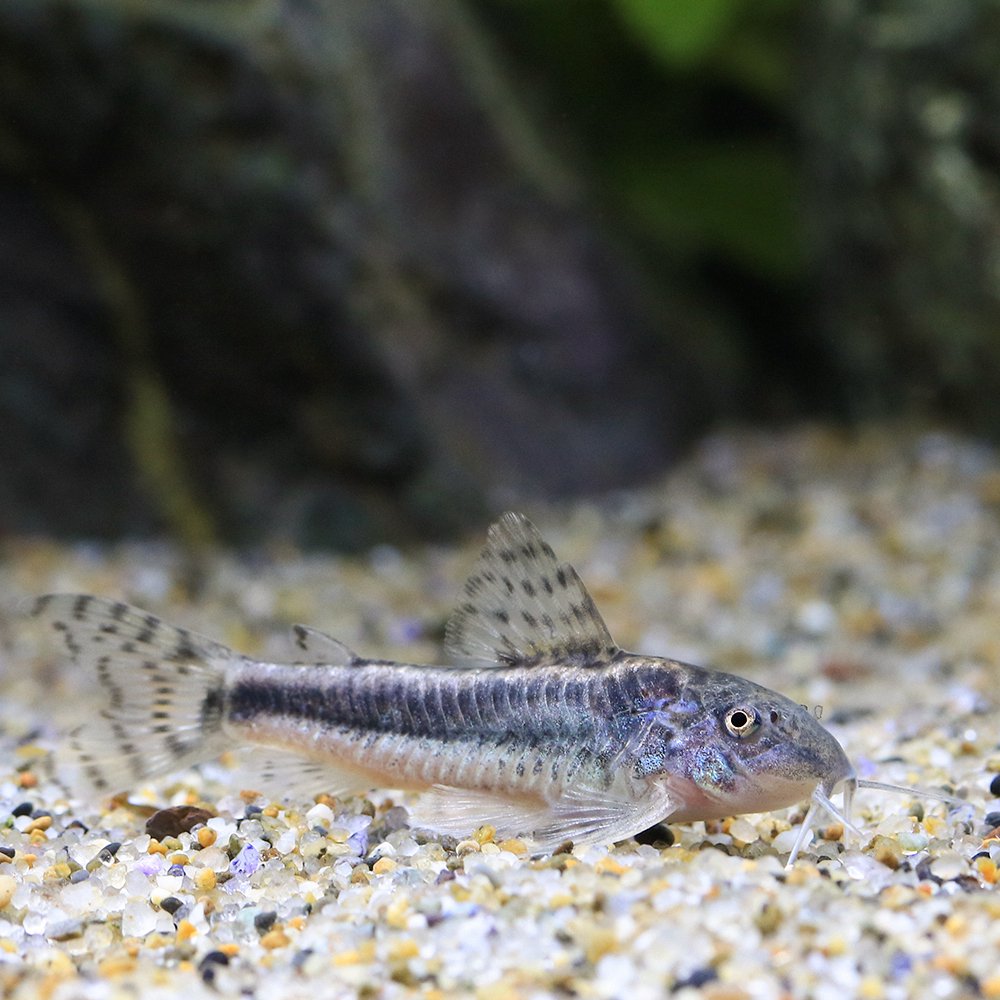 （熱帯魚）アスピドラスｓｐ．グアラミランガ　（ワイルド）（１匹）　北海道・九州航空便要保温　ＣＲＣ13―36―99―00―00