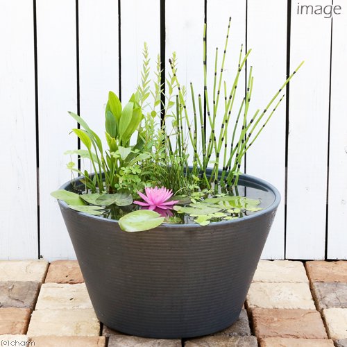 （ビオトープ）睡蓮鉢グレー　あぜなみレイアウト　スイレンセット　本州四国限定　お一人様１点限り　ＣＲＣ15―10―20―10―20