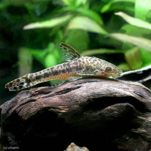 （熱帯魚）オトシン・ミムルス（１匹）　北海道航空便要保温　ＣＲＣ13―40―10―00―00