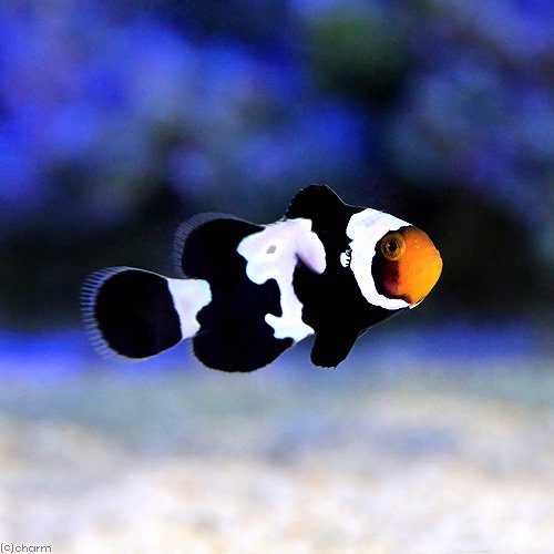 （海水魚）ブラックスノーフレークオセラリス（ブリード）（１匹）　北海道・九州航空便要保温　ＣＲＣ26―30―16―10―00