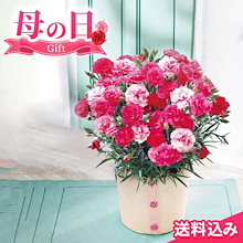 母の日2025 ギフト カーネーション さくらもなか 5号鉢 花束 花 鉢植え 贈り物 アレンジメント