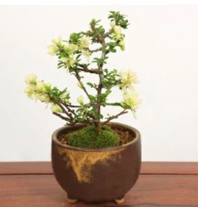 梅盆栽人気R ミニ盆栽：白花長寿梅(信楽焼茶丸足付鉢) 送料込み