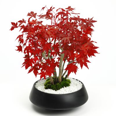 盆栽 山もみじの寄せ植え 太幹 モダン【受皿付き】 ミニ盆栽 雑木 記念樹 鉢植え シンボルツリー 日本庭園 おしゃれ 誕生日 退職 お祝い ギフト プレゼント