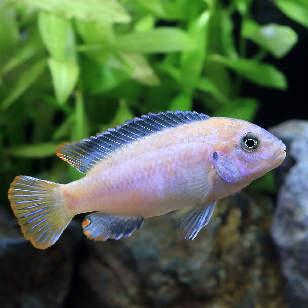 （熱帯魚）シュードトロフェウス　ｓｐ．メンベディープ（１ペア）　北海道・九州航空便要保温　ＣＲＣ13―28―52―00―00