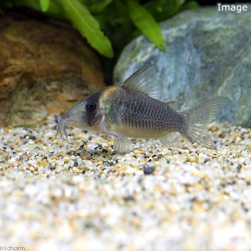（熱帯魚）コリドラス・セミロングノーズルイーザ（ワイルド）（１匹）　北海道・九州航空便要保温　ＣＲＣ13―36―50―00―00