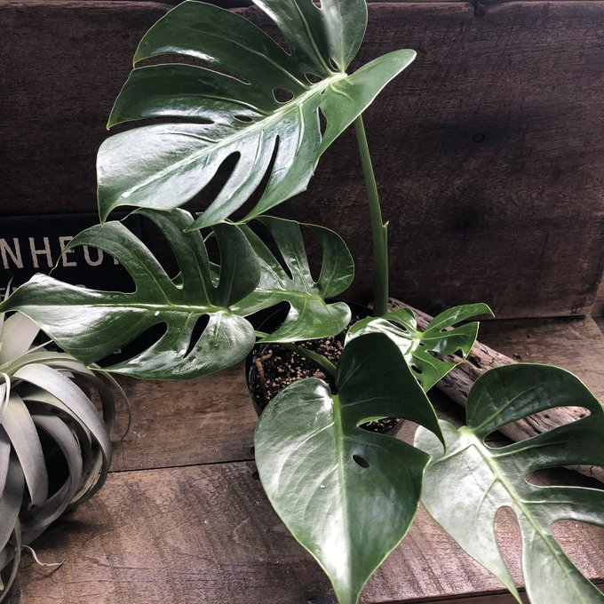 モンステラ　デリシオーサ　コンパクタmonsteradeliciosa compacta 矮星　小型