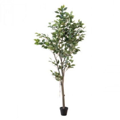 フィカスツリー 80955