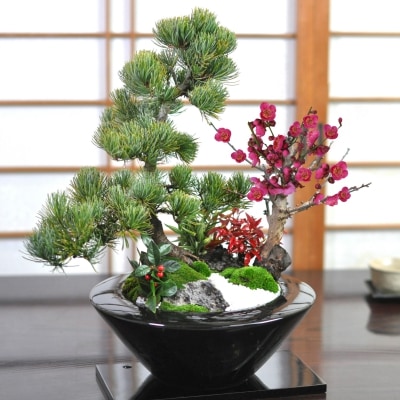 盆栽 モダン 松竹梅 受皿付き お正月 福 縁起物 植物 五葉松 梅 ぼんさい 正月飾り 寄植え 門松 梅盆栽