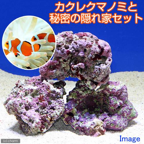 （海水魚）カクレクマノミ（２匹）と秘密の隠れ家（１セット）　北海道・九州航空便要保温　ＣＲＣ26―94―00―00―00