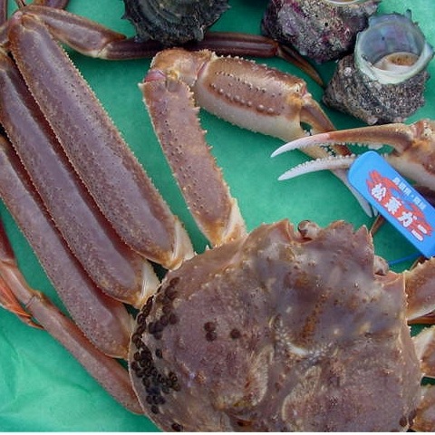 蟹の王様「活松葉ガニ/特選-特版」800g前後山陰境港直送