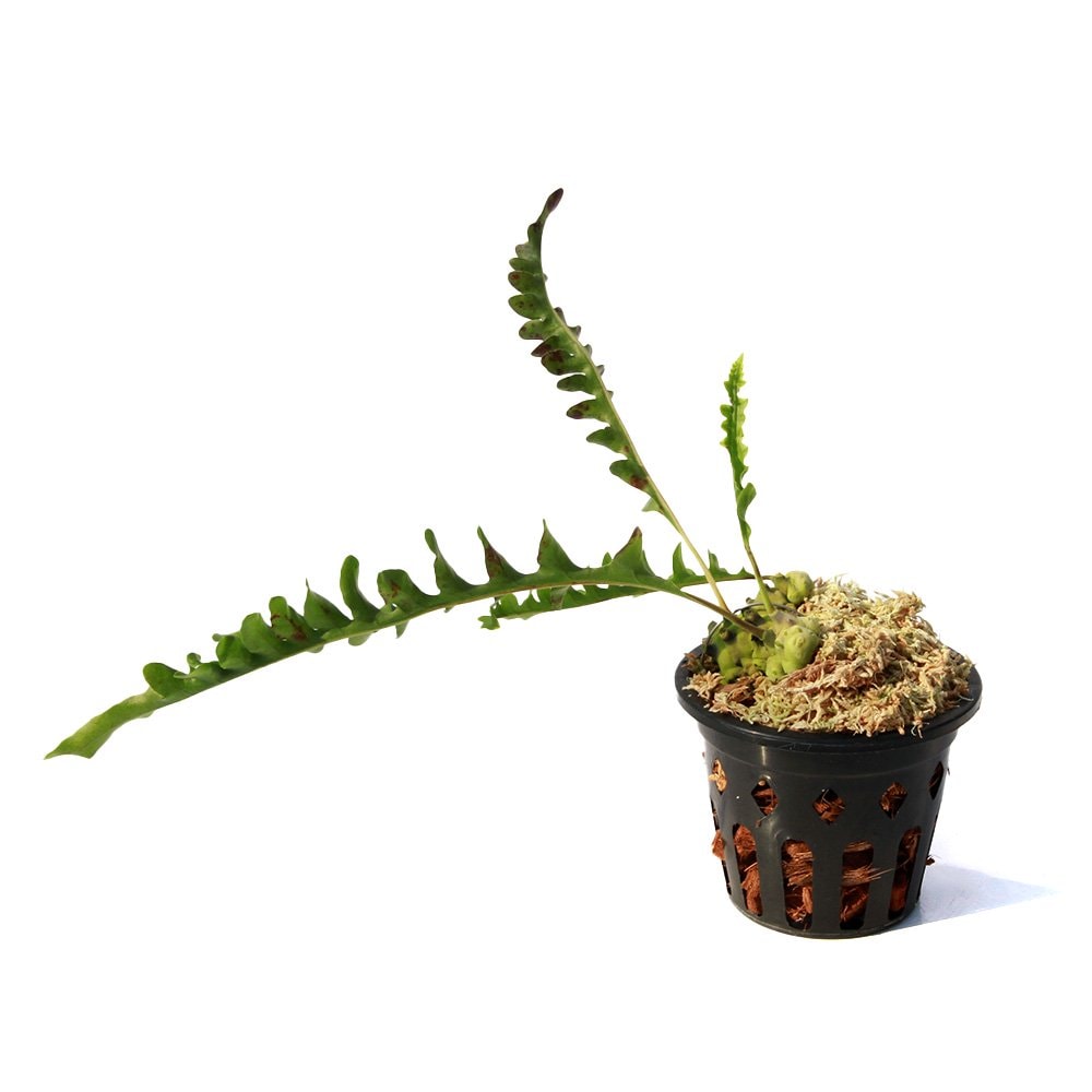 （観葉植物）レカノプテリス　ルゾネンシス（アリノスシダ）　Ｑｕｅｚｏｎ，　Ｌｕｚｏｎ（１鉢）　ＣＲＣ15―35―26―00―00